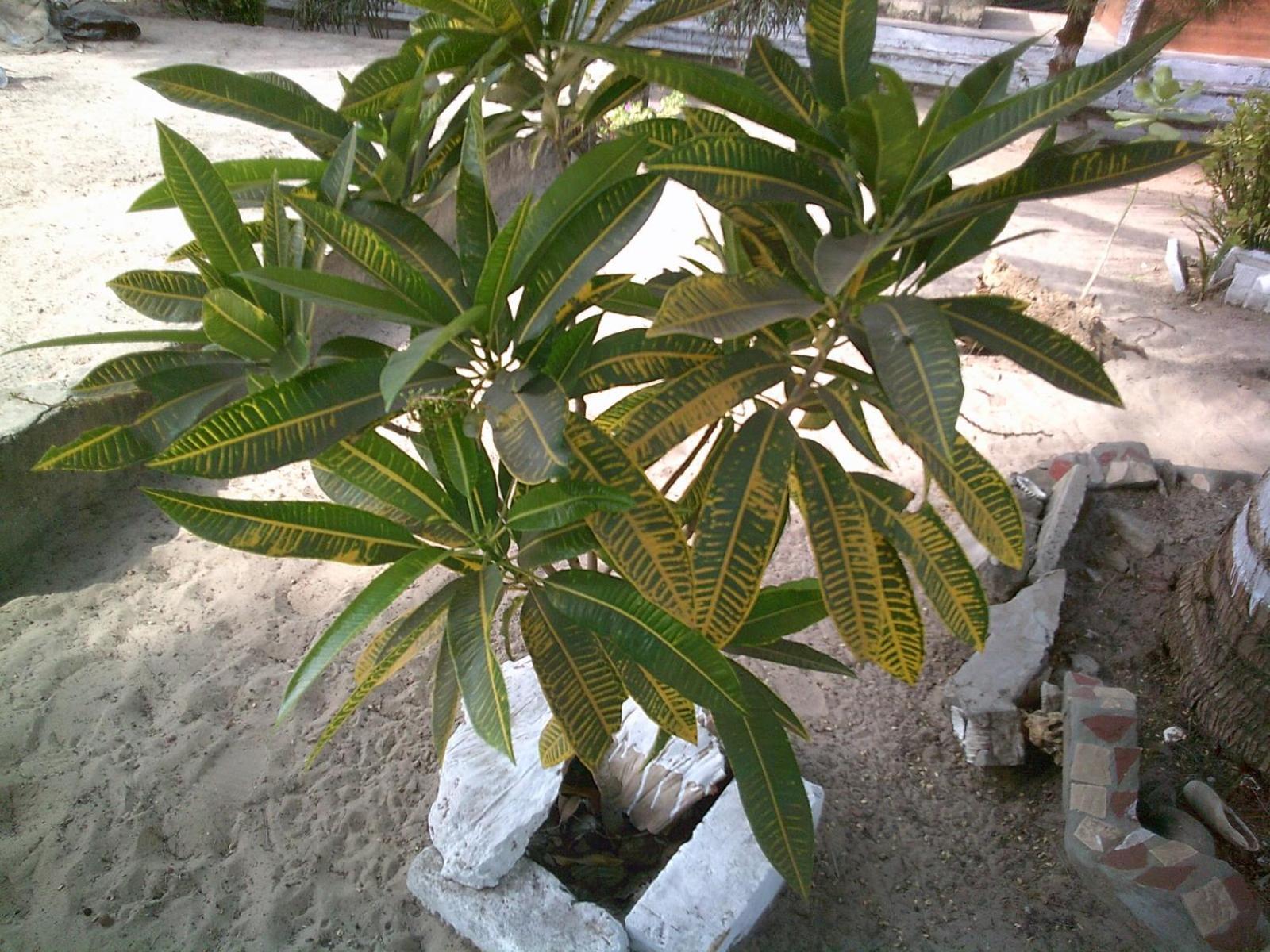 Mangrove Beach Sanyang Exterior foto